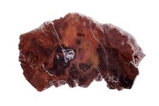 Petrified Wood Stock Photo Petrified Wood Stock Photo