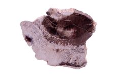Petrified Wood Stock Photo Petrified Wood Stock Photo