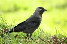 Jackdaw Bird On The Grass Royalty Free Stock Photography Jackdaw Bird On The Grass Royalty Free Stock Photography