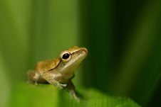 Ambitious Frog Gazing At The Sky Stock Images Ambitious Frog Gazing At The Sky Stock Images