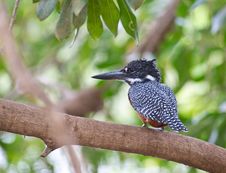 The Giant Kingfisher Royalty Free Stock Photography The Giant Kingfisher Royalty Free Stock Photography