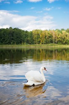 Swan Swimming On The Pond Royalty Free Stock Photo