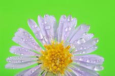 Little Rain Drops On Flower Petals Stock Photography Little Rain Drops On Flower Petals Stock Photography