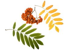 Bunch Of Red Rowan Royalty Free Stock Photo Bunch Of Red Rowan Royalty Free Stock Photo