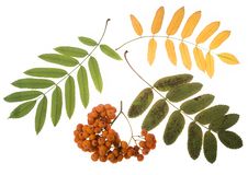 Bunch Of Red Rowan Royalty Free Stock Photos Bunch Of Red Rowan Royalty Free Stock Photos