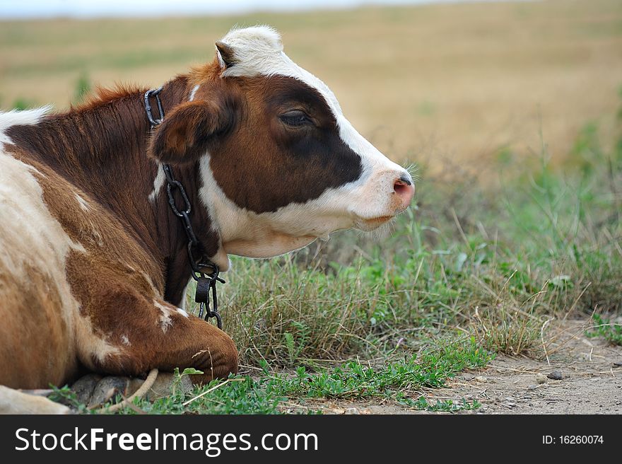 Young bull lying on the dry grass. Young bull lying on the dry grass