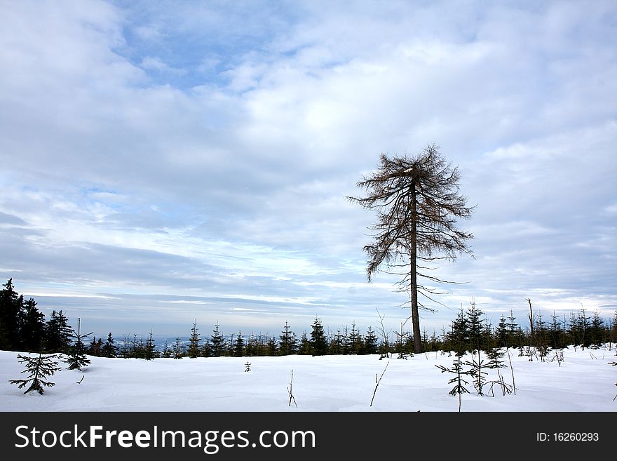 Lonely tree in winter in the mountains