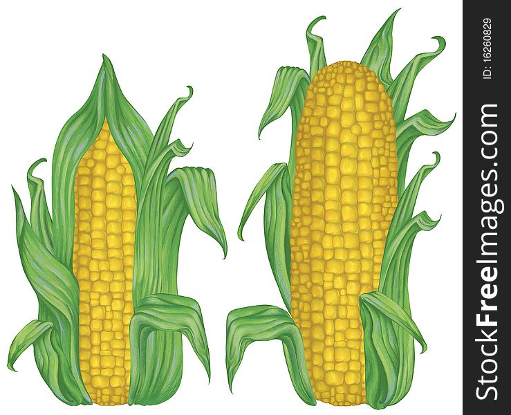 Color painted corn (an imitation of painting with gouache and colored pencil)