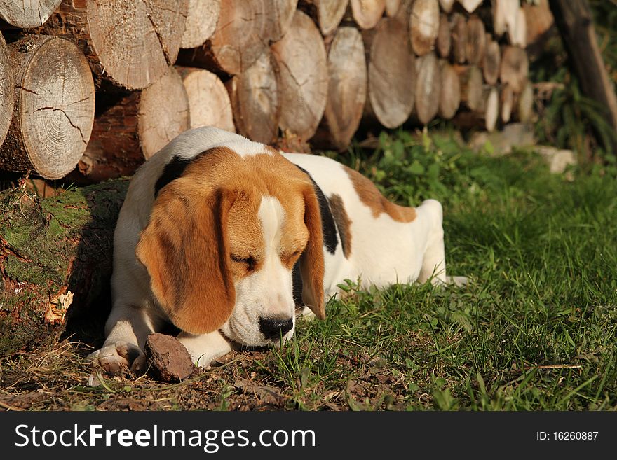 Beagles Portrait
