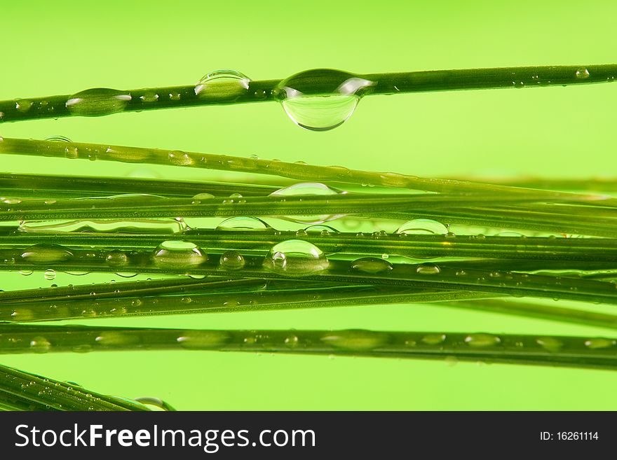 Water drops on grass macro photography