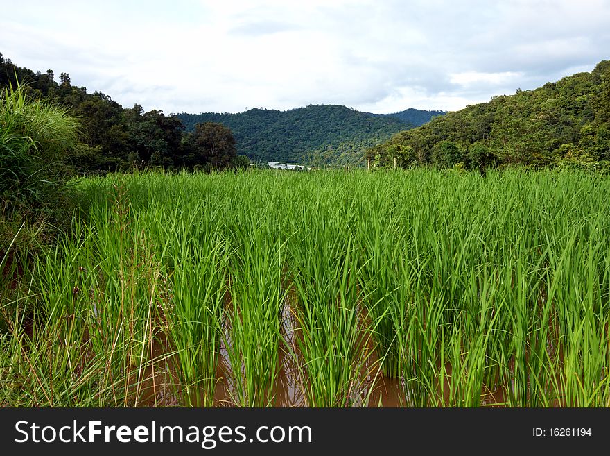 Rice field