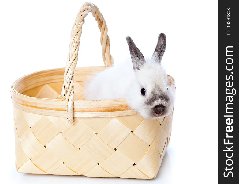 White rabbit in basket. Isolated on white background