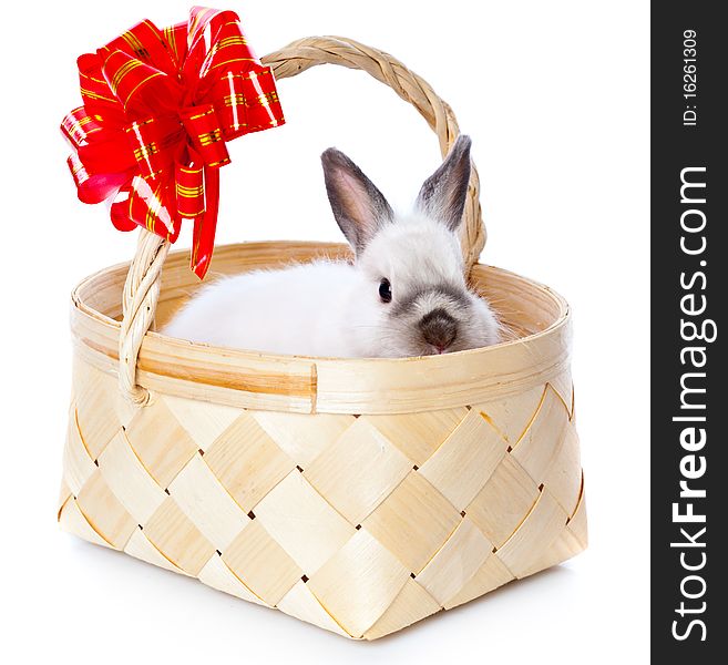 White Rabbit In Basket