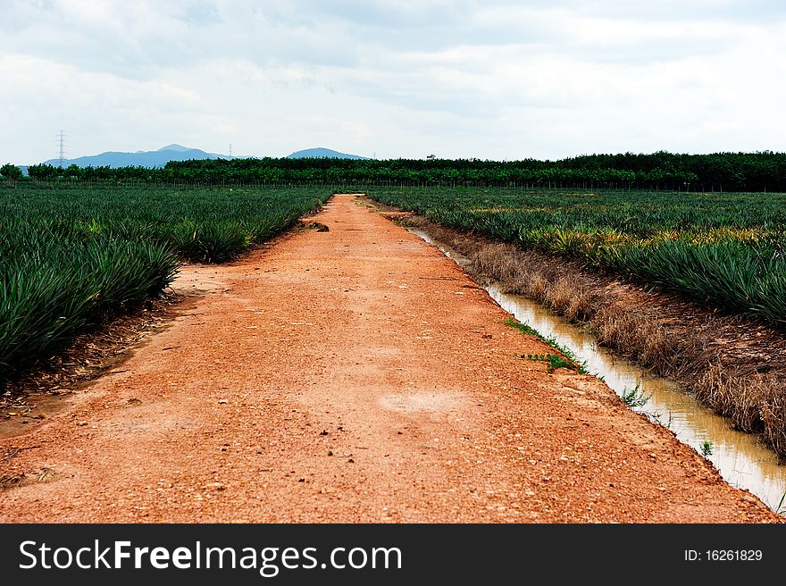 The way to the pineapple farm,Thailand