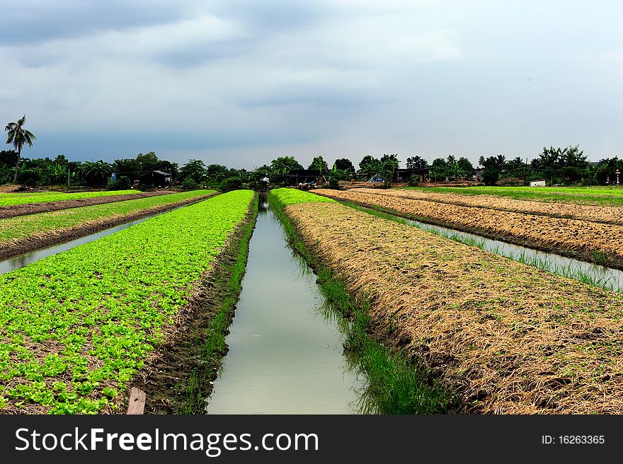 Vegetable farm in Patumtani Thailand