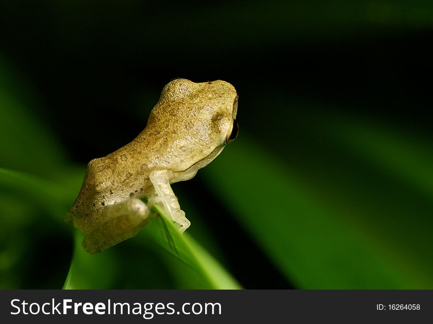 A yellowish frog stands on a fence-like leaf, hanging on it and starring at distance. It gives an impression of a curious frog trying to figure out what is the world beyond this leaf(obstacle). A yellowish frog stands on a fence-like leaf, hanging on it and starring at distance. It gives an impression of a curious frog trying to figure out what is the world beyond this leaf(obstacle).