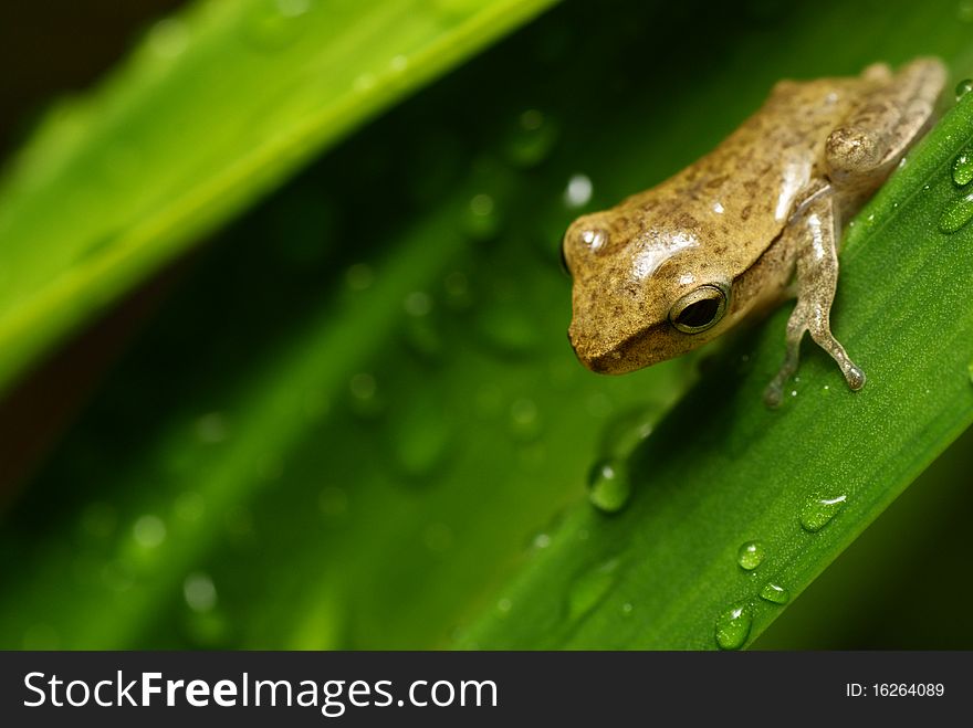 A thoughtful frog stands on a leaf looking away from the camera which gives a cool-looking appearance. This image is suitable to use as background related nature.