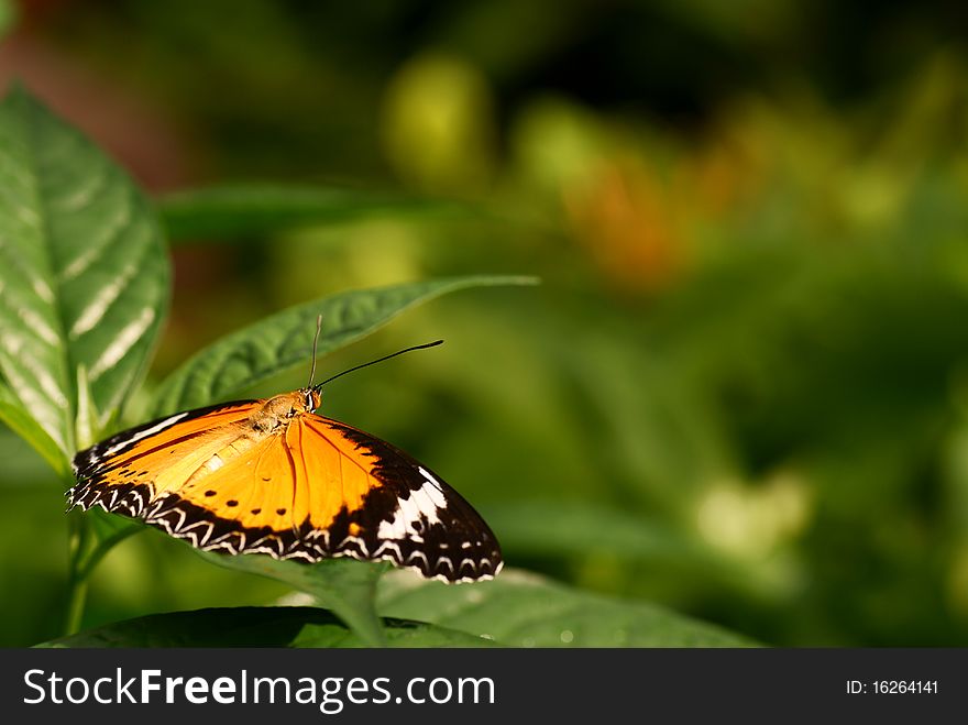 Butterfly Resting On A Leaf