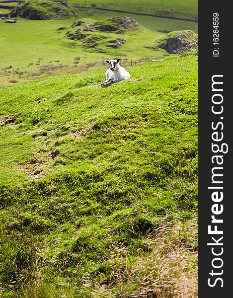 Single sheep lying on green mountain grass. Single sheep lying on green mountain grass