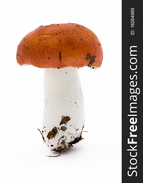 Single red toadstool over white