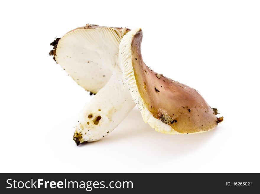 Single brown toadstool on a white background. Single brown toadstool on a white background