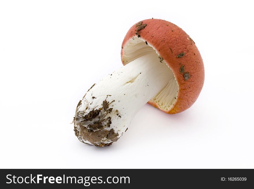 Single red toadstool over white