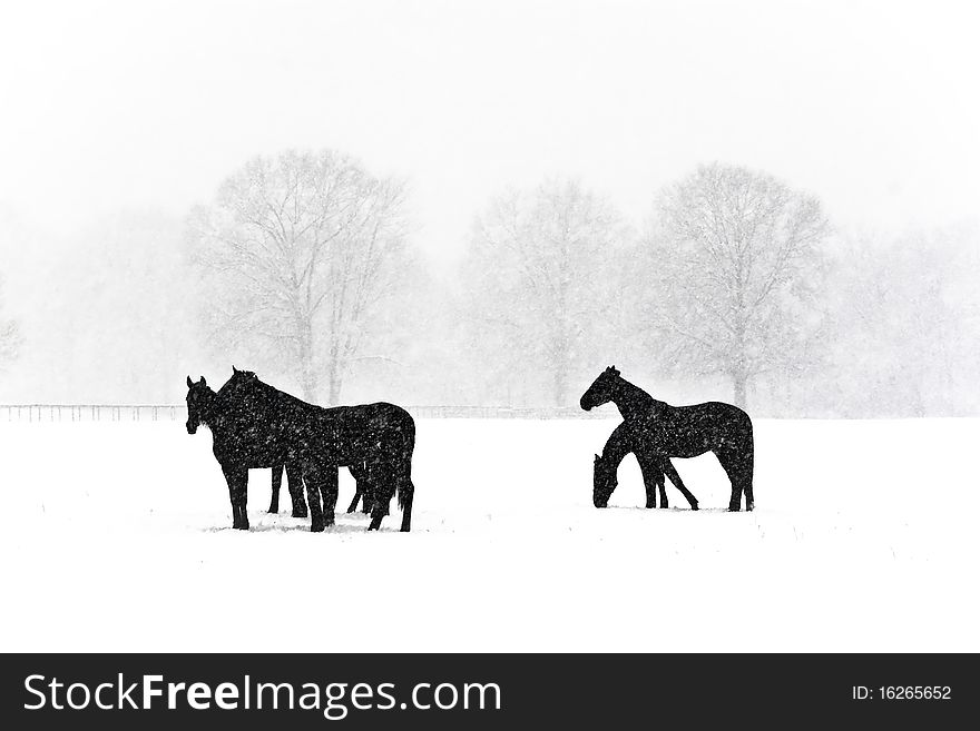 Horses on a farm on a snowy morning