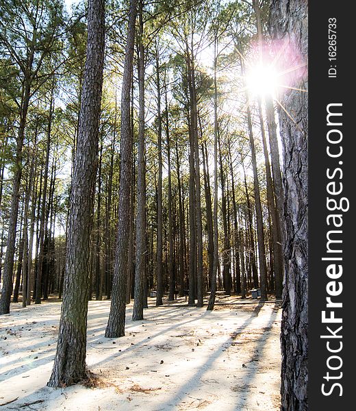 Coastal beach forest with tall pine