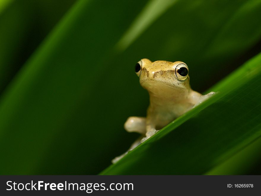Yellowish frog stares at distance