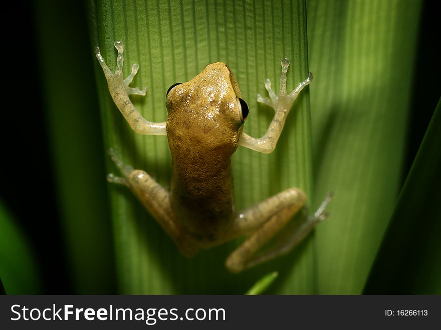 Frog Hanging On The Leaf.