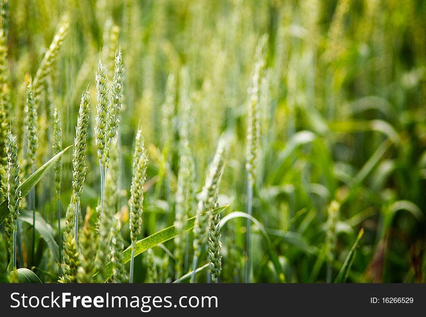 Young Triticale Macro