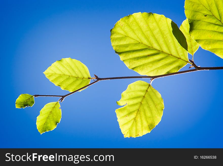 Green leaves on the blue background. Photo made in sunny day