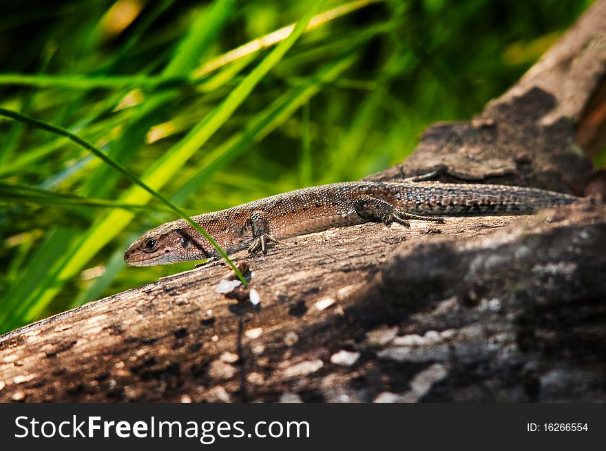 Viviparous lizard on the trunk. Macro shot