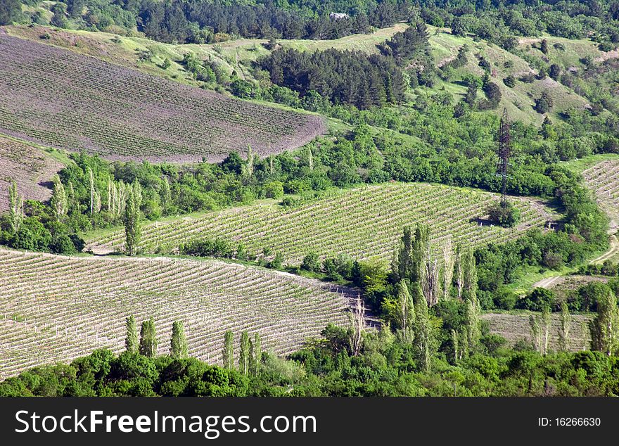 Vineyard in Crimean mountains valley