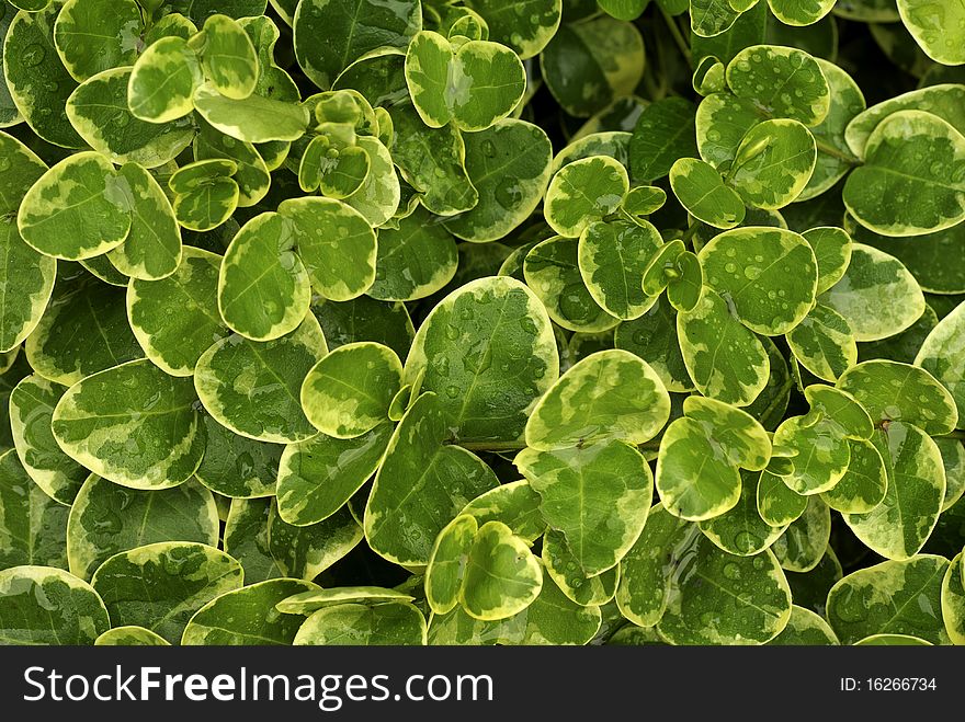 Background with green leaves, periwinkle covered with dew