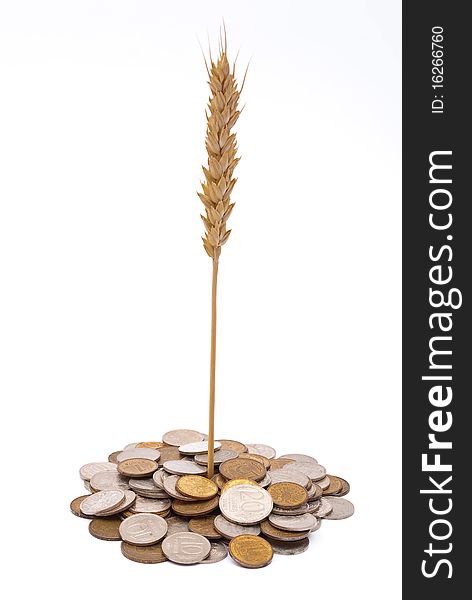 Wheat growing from pile of coins on white