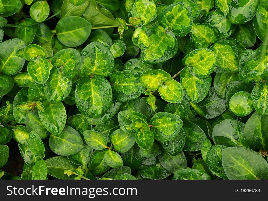 Background with green leaves, periwinkle covered with dew