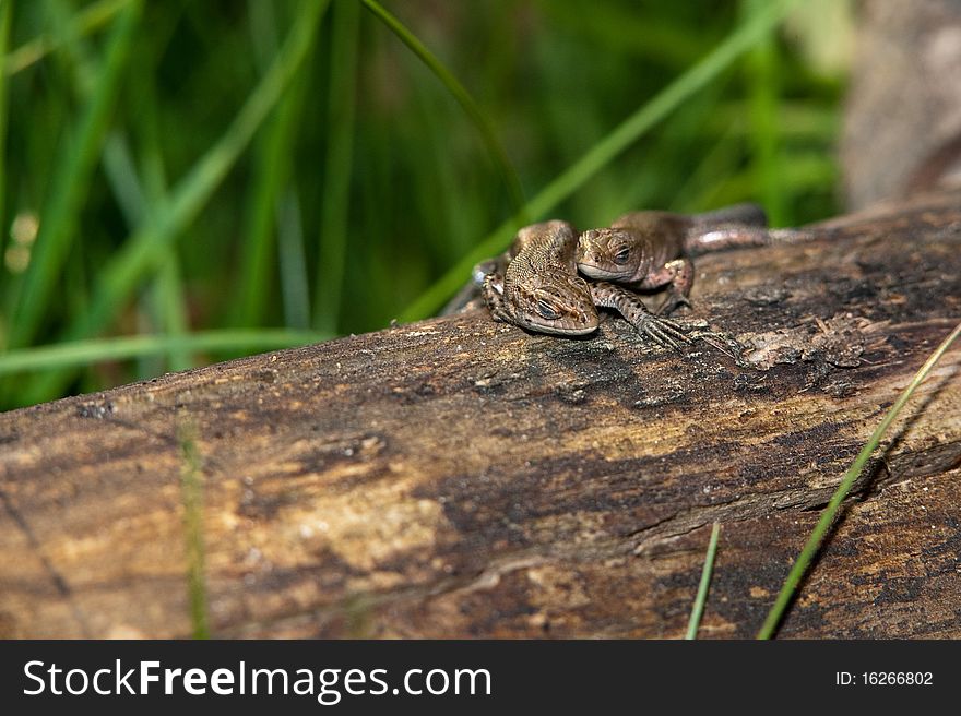 Viviparous lizard on the trunk. Macro shot
