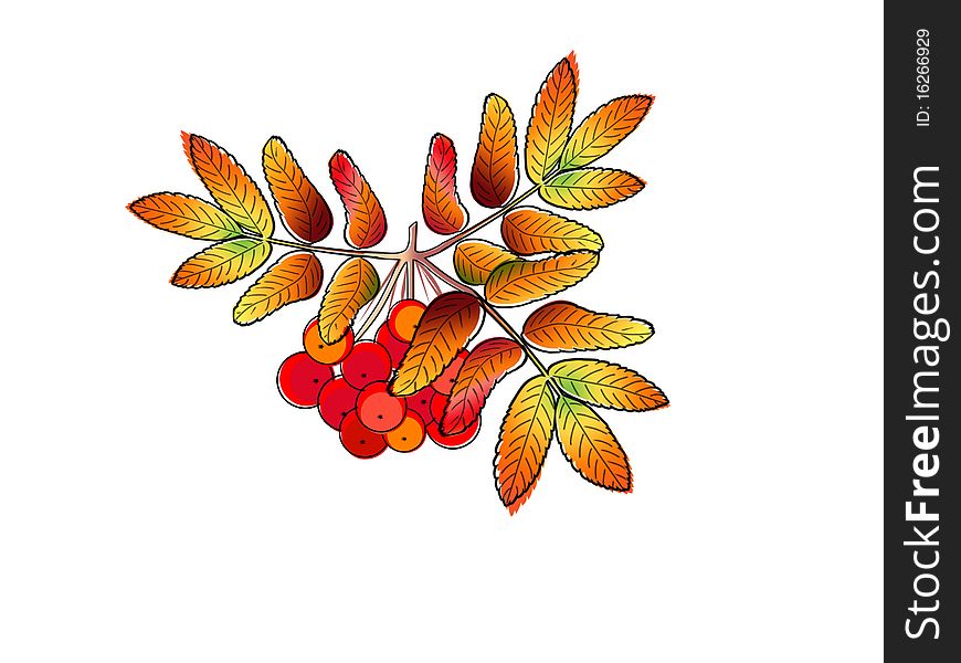 Autumn rowan berry isolated on a white background