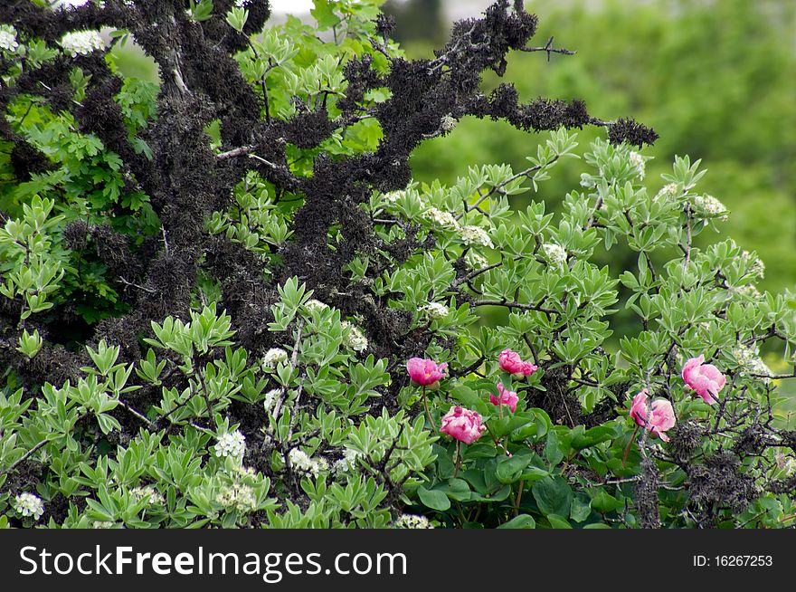 Bush of Crimean blossoming peony flowers. Bush of Crimean blossoming peony flowers