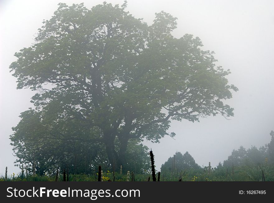 Mysterious forest with a view of coming fog