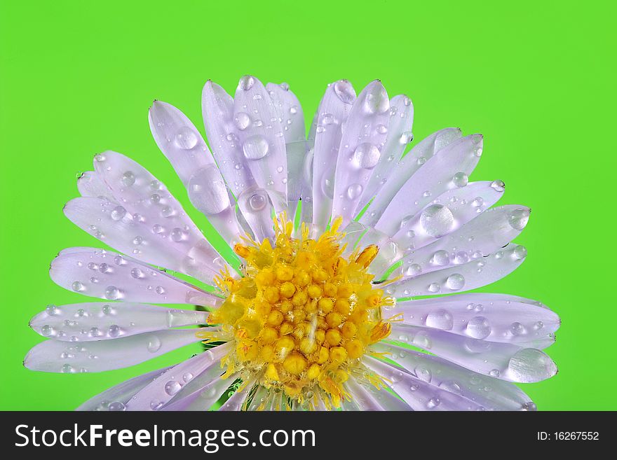 Little rain drops on flower petals close up