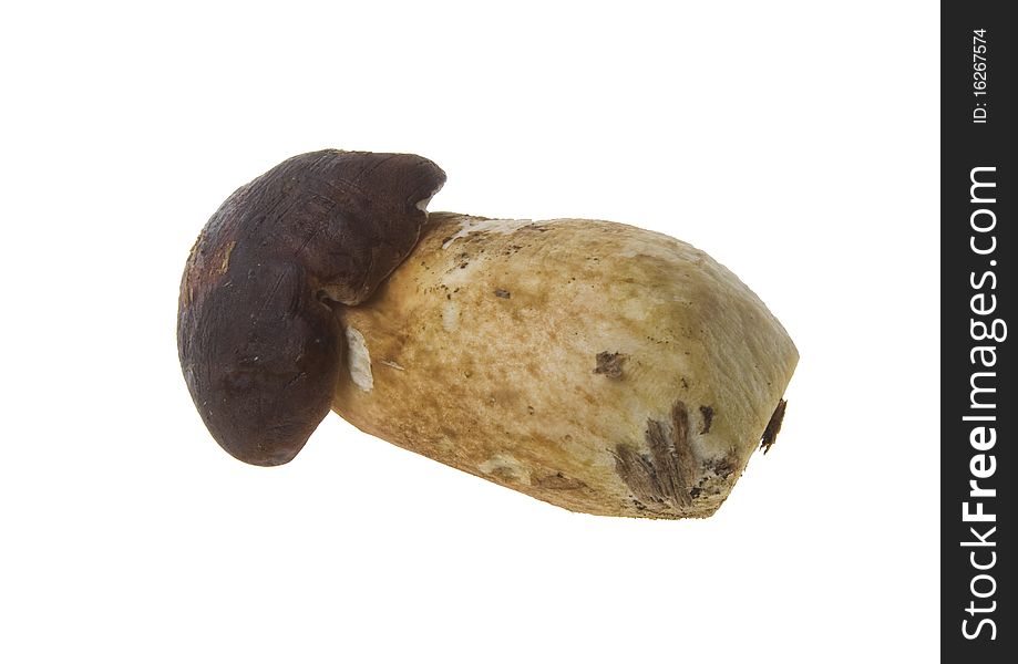 Boletus badius on white background