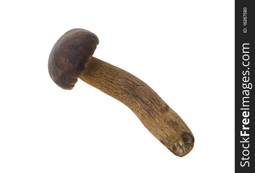 Boletus badius on white background