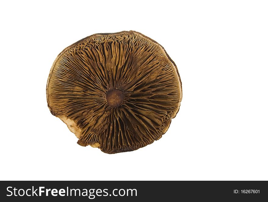 Bottom View Of Paxil Mushroom