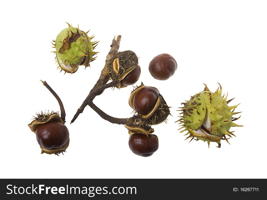 Chestnuts isolated on white background. Chestnuts isolated on white background