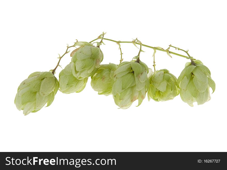 Twig of hop isolated on white background