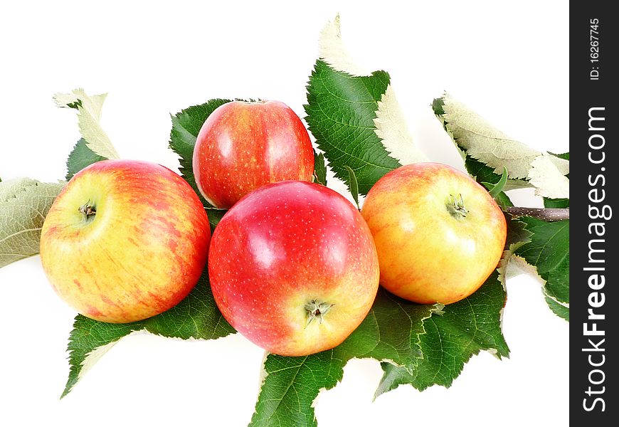 Apples on green branch isolated on white background