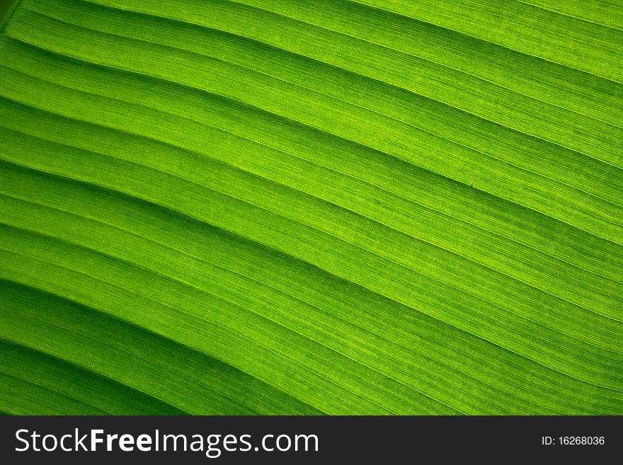 Green Leaf Macro