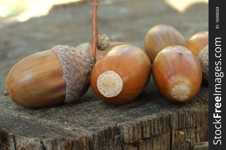 Golden acorns on an old tree stump
